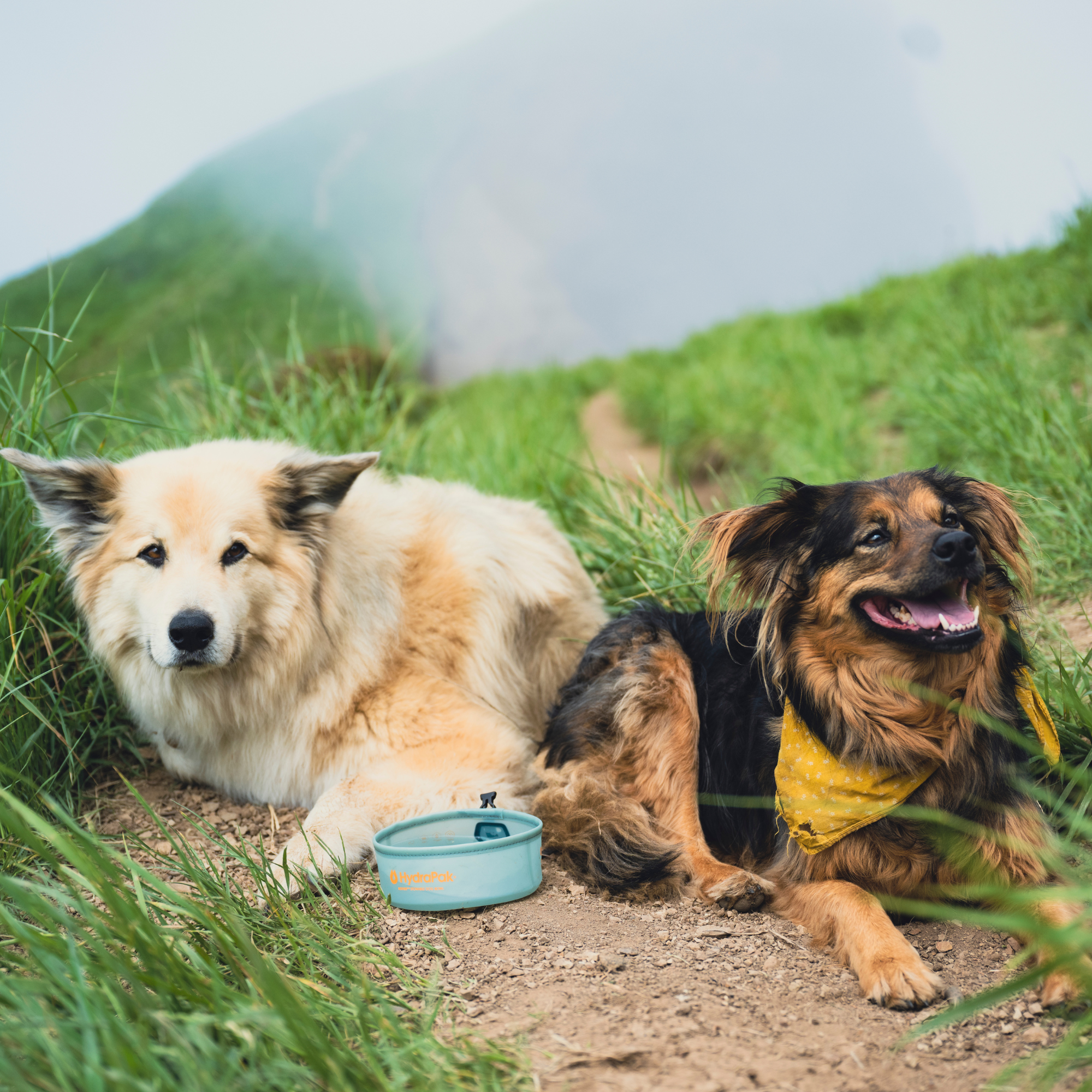 hydrapak-rover-dog-bowl-500ml-gamelle-chien-pliable image 8
