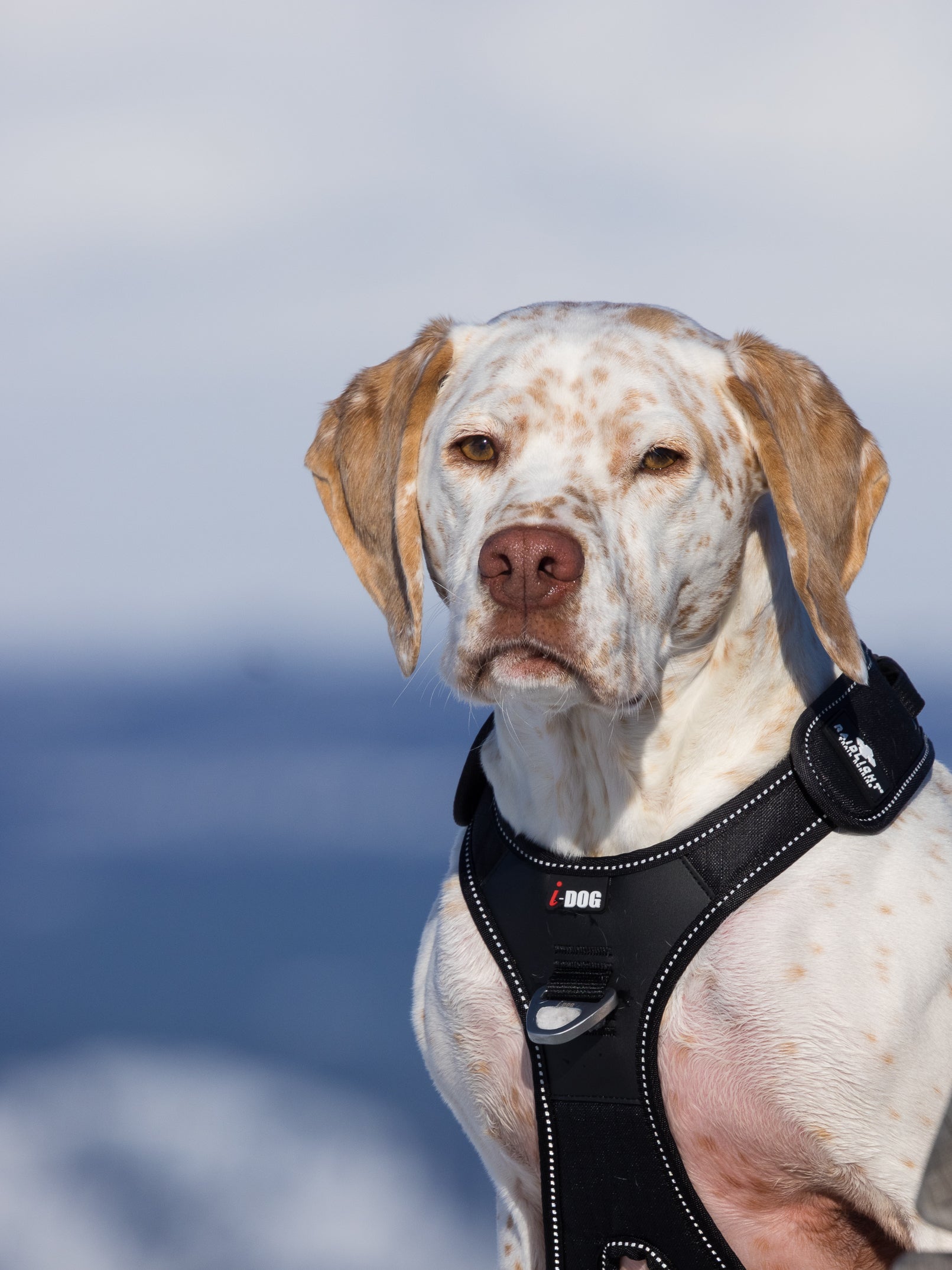 raidlight-harnais-canitrail-chien-4-points-de-r-glage image 3